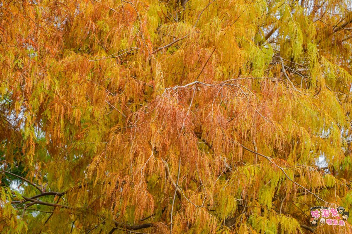 高雄景點》凹子底森林公園 落羽松 | 不用跑很遠！隱藏在市區裡的森林落羽松秘境