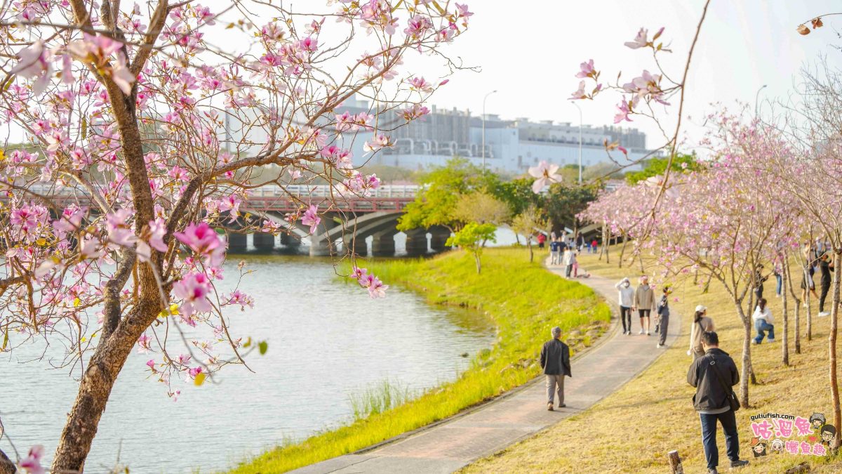 台南景點》南科堤塘湖 | 粉紅浪漫來襲!千株羊蹄甲絕美盛開中 台南景點》南科堤塘湖 | 粉紅浪漫來襲!千株羊蹄甲絕美盛開中