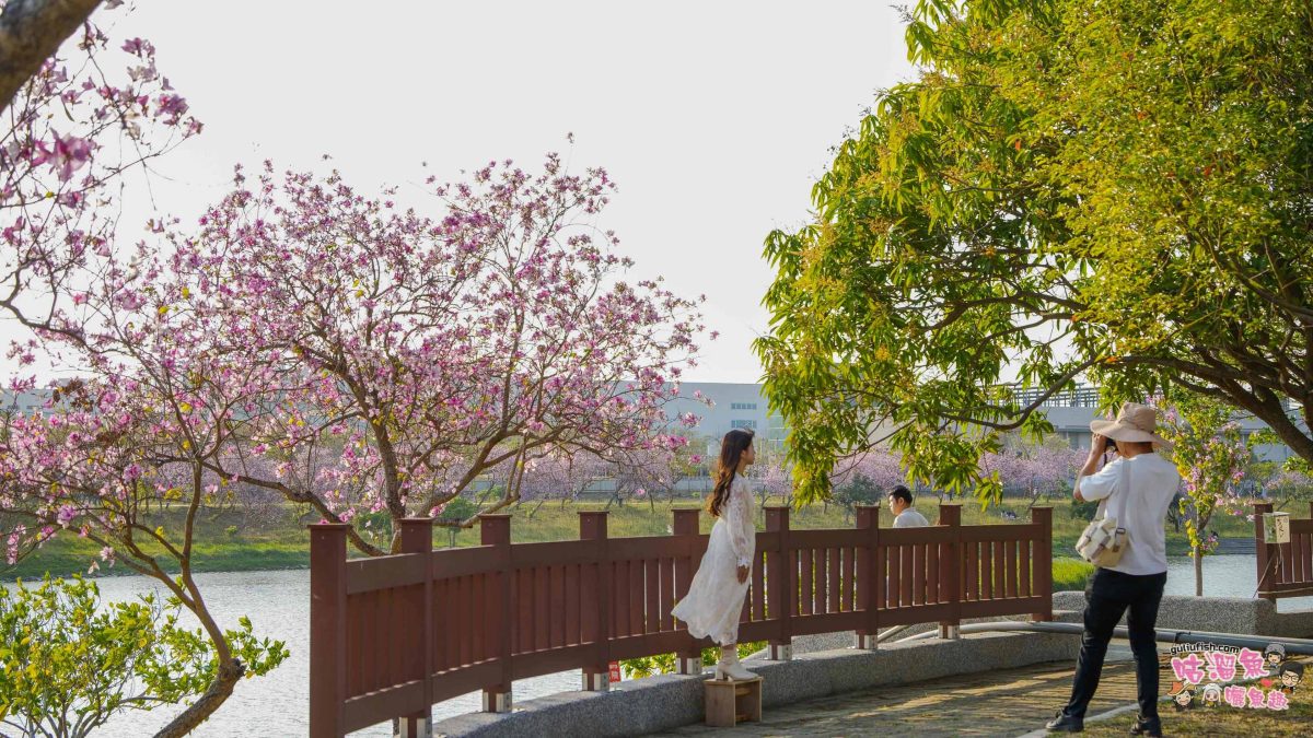 台南景點》南科堤塘湖 | 粉紅浪漫來襲!千株羊蹄甲絕美盛開中 台南景點》南科堤塘湖 | 粉紅浪漫來襲!千株羊蹄甲絕美盛開中