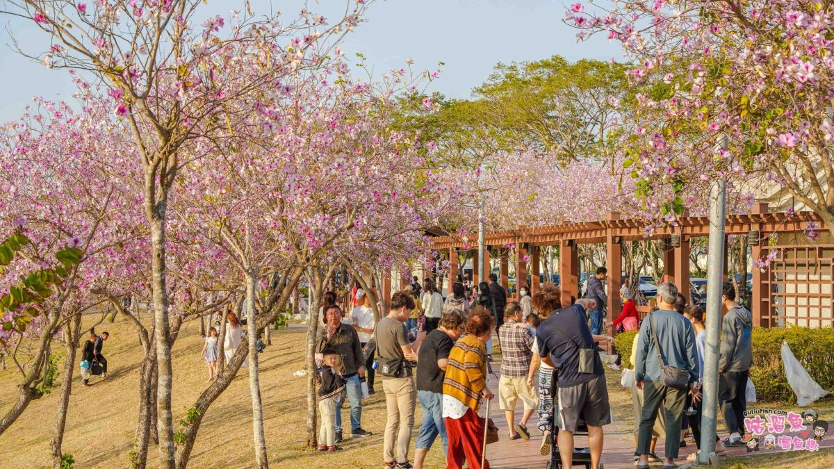 台南景點》南科堤塘湖 | 粉紅浪漫來襲!千株羊蹄甲絕美盛開中 台南景點》南科堤塘湖 | 粉紅浪漫來襲!千株羊蹄甲絕美盛開中