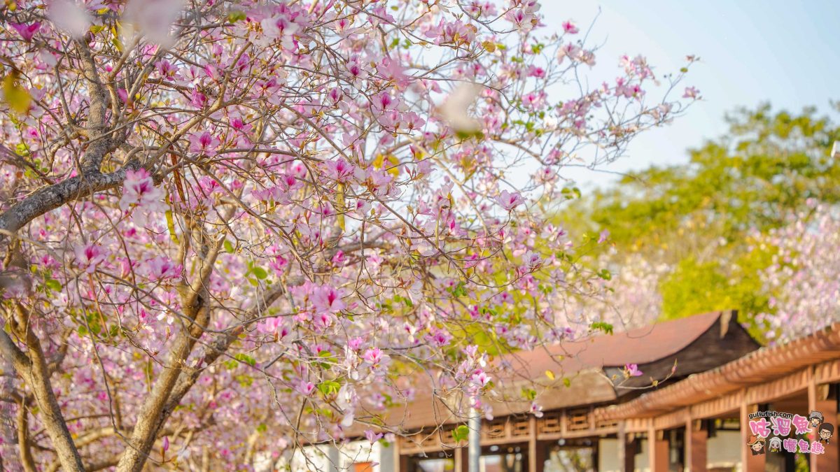 台南景點》南科堤塘湖 | 粉紅浪漫來襲!千株羊蹄甲絕美盛開中 台南景點》南科堤塘湖 | 粉紅浪漫來襲!千株羊蹄甲絕美盛開中