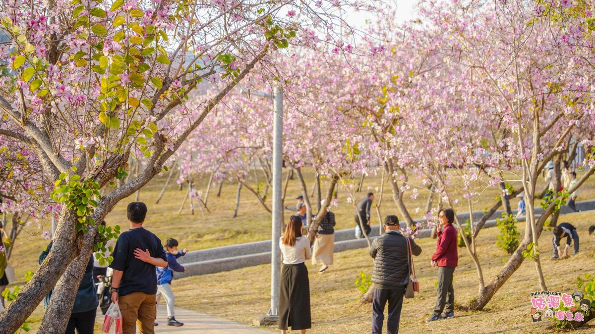 台南景點》南科堤塘湖 | 粉紅浪漫來襲!千株羊蹄甲絕美盛開中 台南景點》南科堤塘湖 | 粉紅浪漫來襲!千株羊蹄甲絕美盛開中