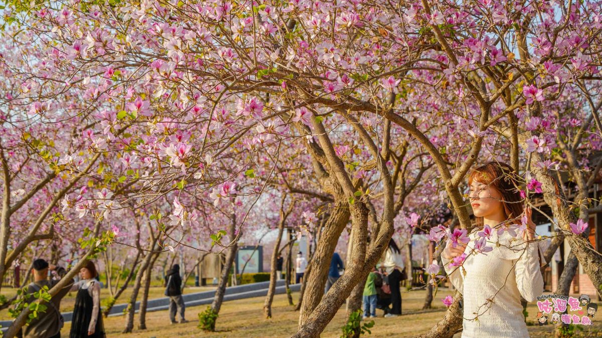 台南景點》南科堤塘湖 | 粉紅浪漫來襲!千株羊蹄甲絕美盛開中 台南景點》南科堤塘湖 | 粉紅浪漫來襲!千株羊蹄甲絕美盛開中