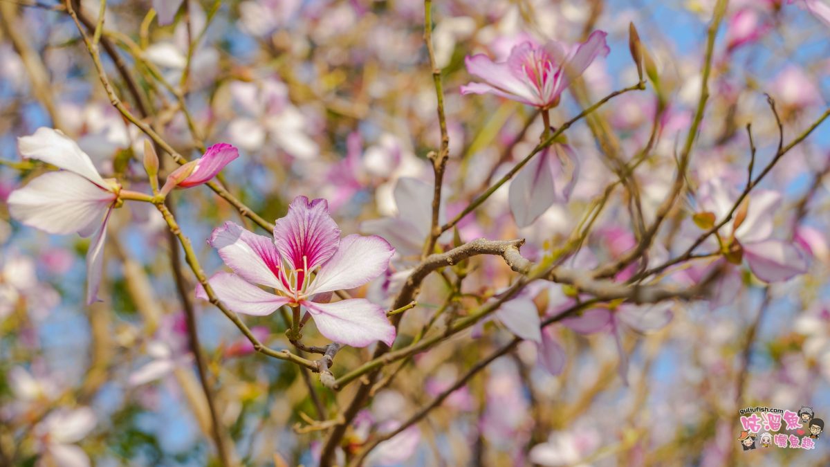 台南景點》南科堤塘湖 | 粉紅浪漫來襲!千株羊蹄甲絕美盛開中 台南景點》南科堤塘湖 | 粉紅浪漫來襲!千株羊蹄甲絕美盛開中