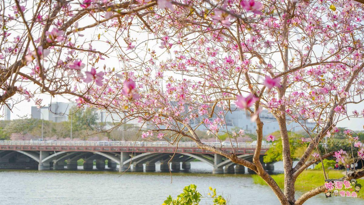 台南景點》南科堤塘湖 | 粉紅浪漫來襲!千株羊蹄甲絕美盛開中 台南景點》南科堤塘湖 | 粉紅浪漫來襲!千株羊蹄甲絕美盛開中