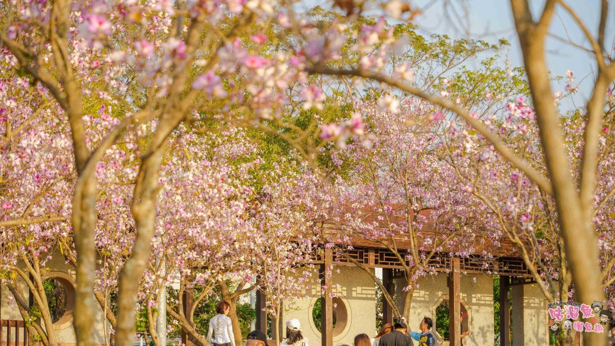 台南景點》南科堤塘湖 | 粉紅浪漫來襲!千株羊蹄甲絕美盛開中 台南景點》南科堤塘湖 | 粉紅浪漫來襲!千株羊蹄甲絕美盛開中