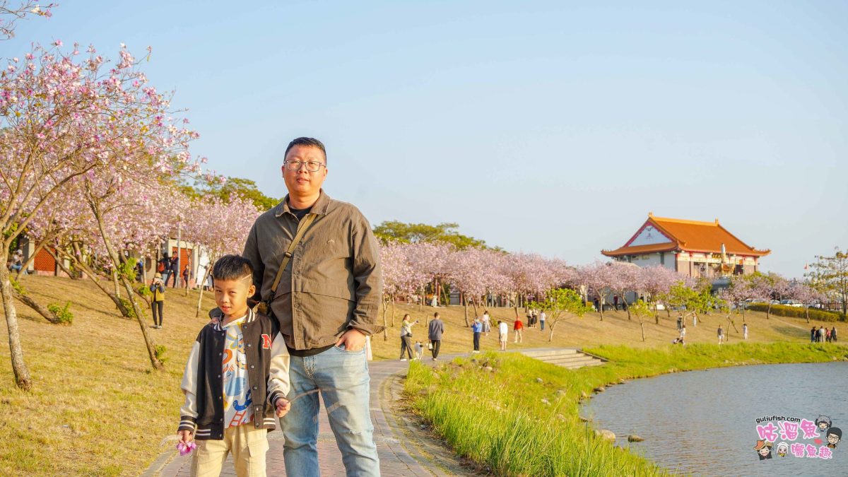 台南景點》南科堤塘湖 | 粉紅浪漫來襲！千株羊蹄甲絕美盛開中
