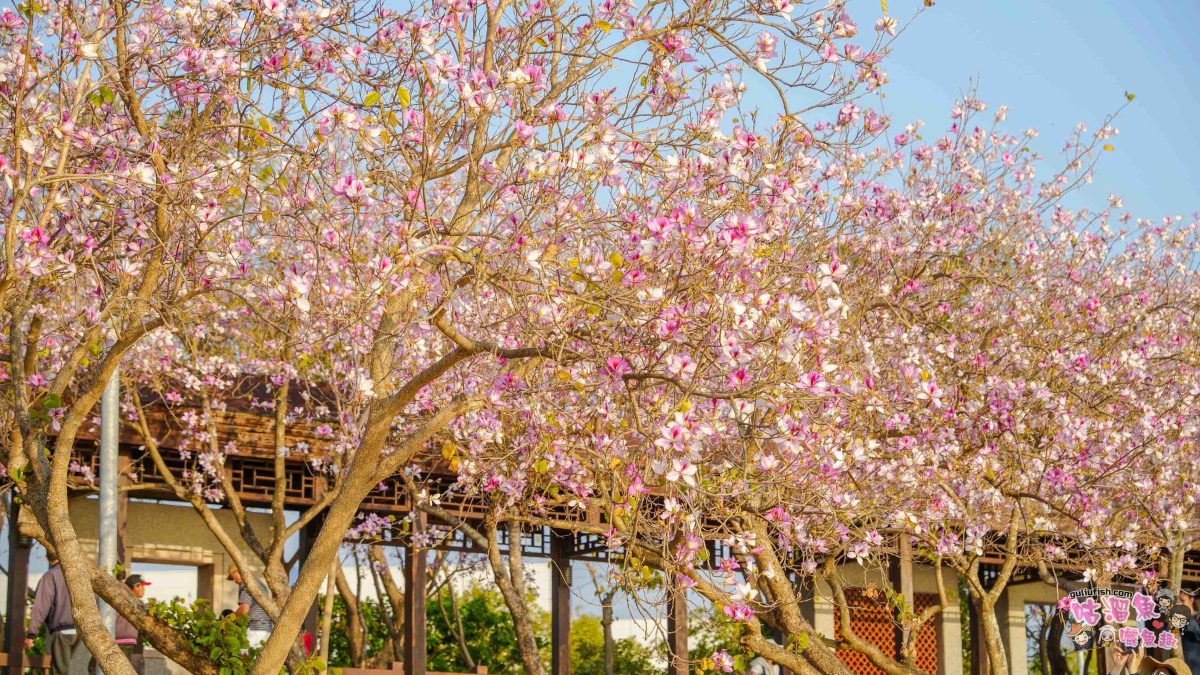 台南景點》南科堤塘湖 | 粉紅浪漫來襲！千株羊蹄甲絕美盛開中