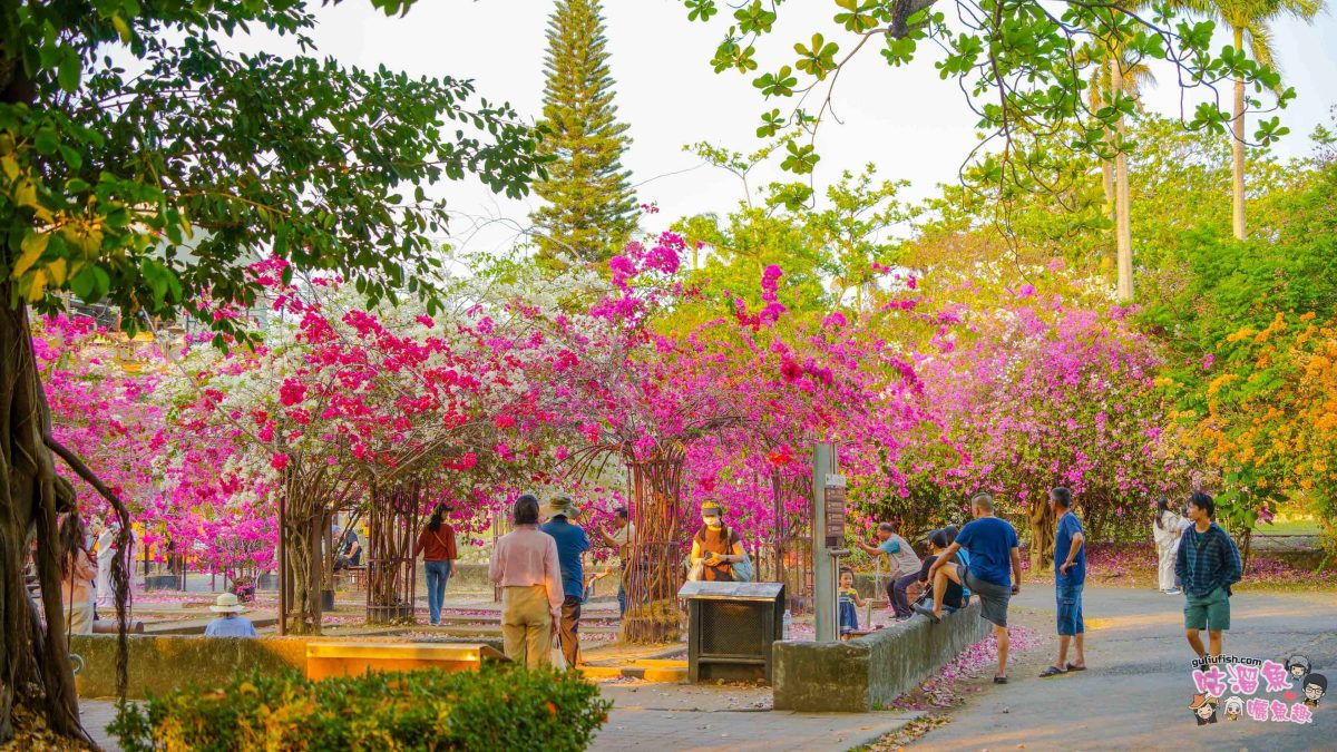 高雄景點》橋頭糖廠 鐵園迷城 | 絕美繽紛九重葛，夢幻盛開浪漫迷城中！