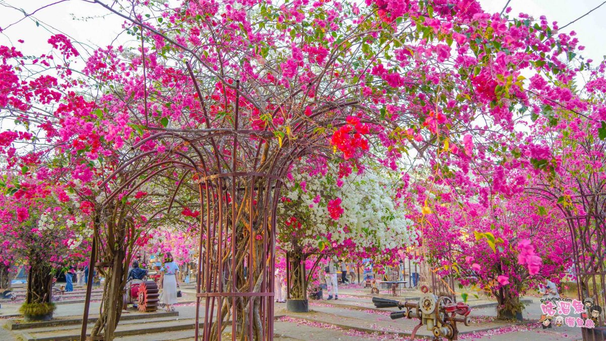 高雄景點》橋頭糖廠 鐵園迷城 | 絕美繽紛九重葛，夢幻盛開浪漫迷城中！