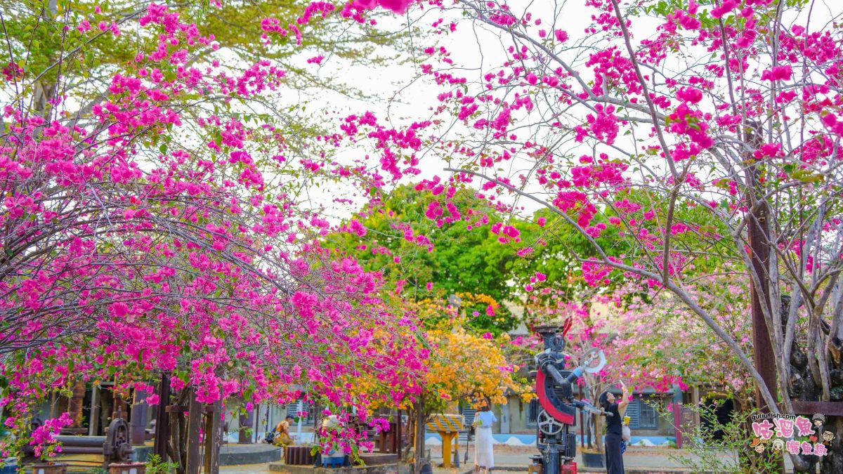高雄景點》橋頭糖廠 鐵園迷城 | 絕美繽紛九重葛，夢幻盛開浪漫迷城中！