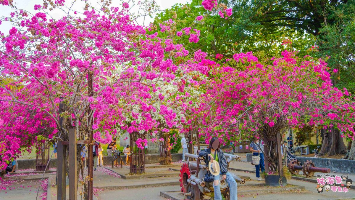 高雄景點》橋頭糖廠 鐵園迷城 | 絕美繽紛九重葛，夢幻盛開浪漫迷城中！