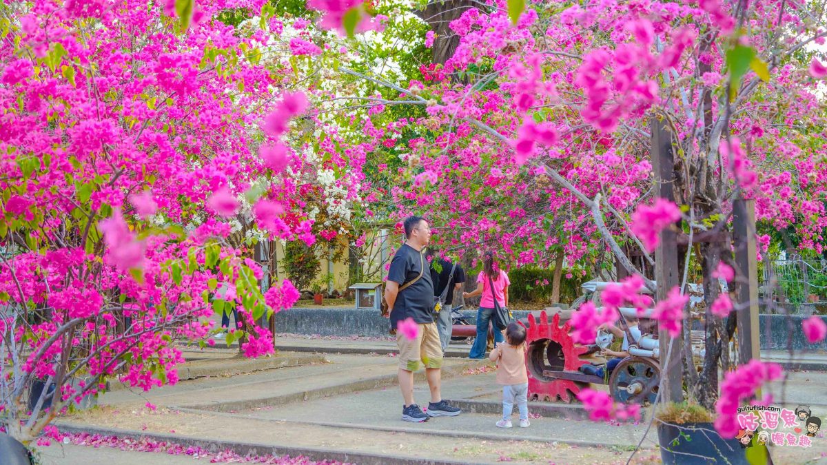 高雄景點》橋頭糖廠 鐵園迷城 | 絕美繽紛九重葛，夢幻盛開浪漫迷城中！