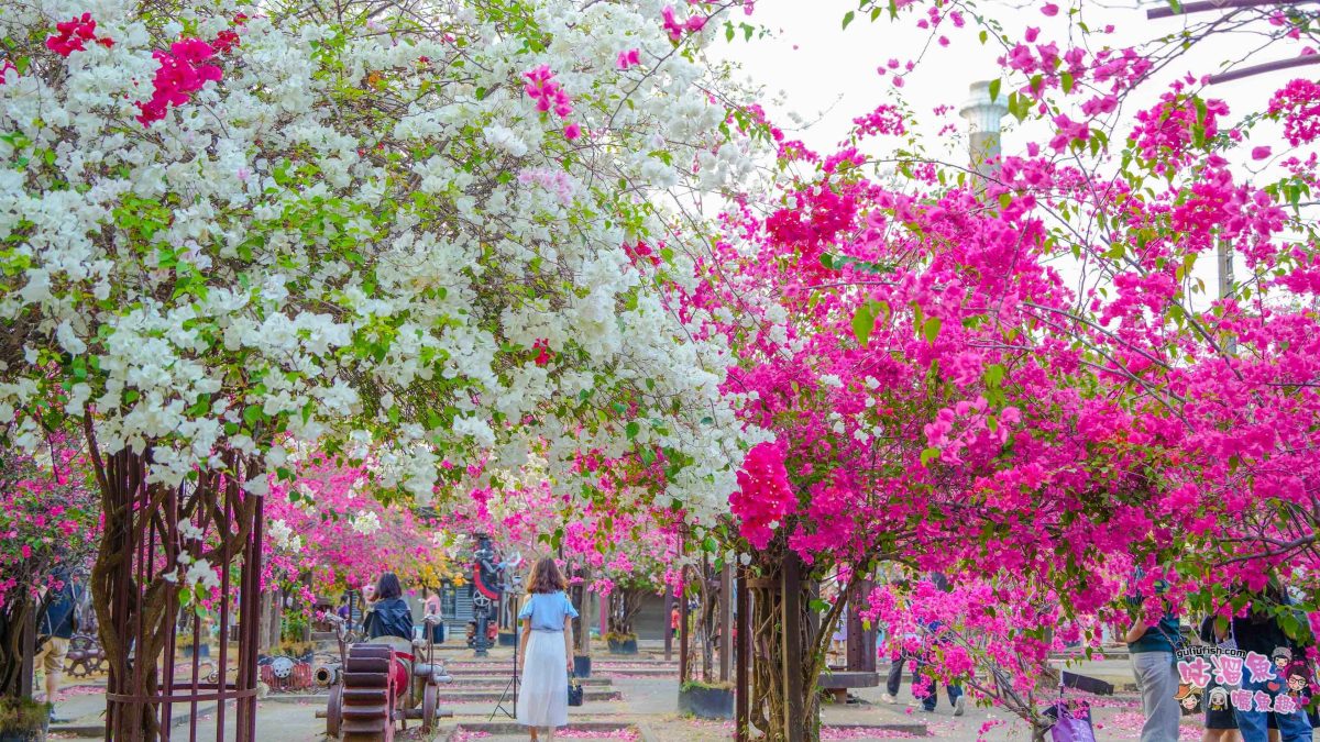 高雄景點》橋頭糖廠 鐵園迷城 | 絕美繽紛九重葛，夢幻盛開浪漫迷城中！