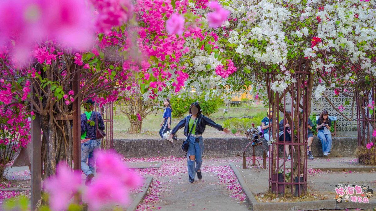 高雄景點》橋頭糖廠 鐵園迷城 | 絕美繽紛九重葛，夢幻盛開浪漫迷城中！