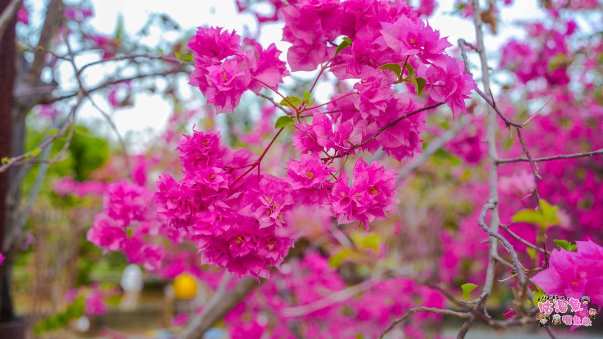 高雄景點》橋頭糖廠 鐵園迷城 | 絕美繽紛九重葛，夢幻盛開浪漫迷城中！