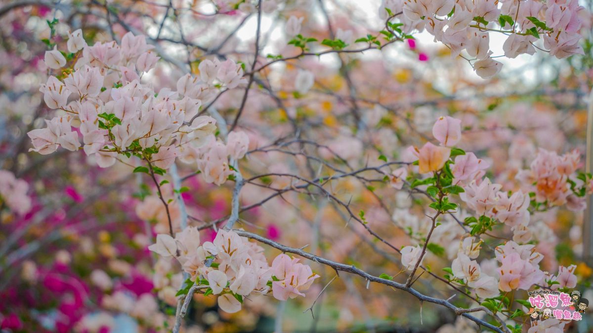 高雄景點》橋頭糖廠 鐵園迷城 | 絕美繽紛九重葛，夢幻盛開浪漫迷城中！
