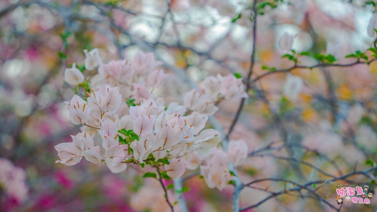 高雄景點》橋頭糖廠 鐵園迷城 | 絕美繽紛九重葛，夢幻盛開浪漫迷城中！