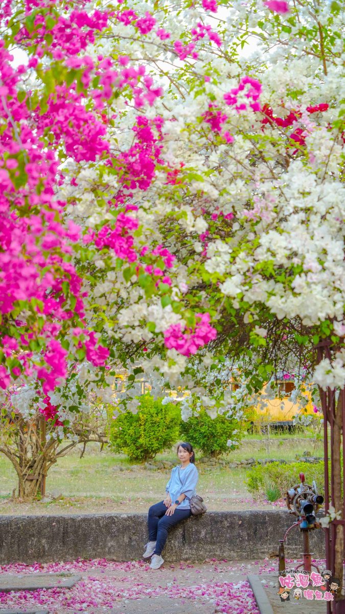 高雄景點》橋頭糖廠 鐵園迷城 | 絕美繽紛九重葛，夢幻盛開浪漫迷城中！