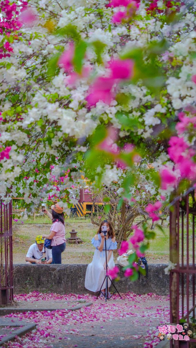 高雄景點》橋頭糖廠 鐵園迷城 | 絕美繽紛九重葛，夢幻盛開浪漫迷城中！