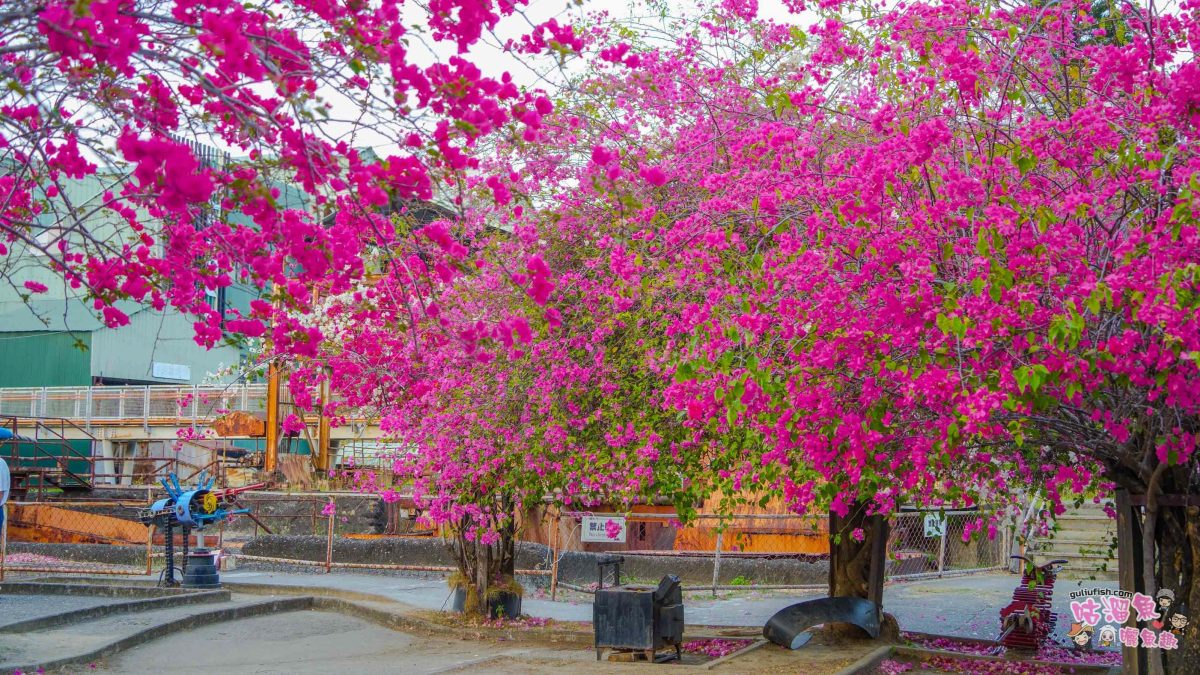 高雄景點》橋頭糖廠 鐵園迷城 | 絕美繽紛九重葛，夢幻盛開浪漫迷城中！