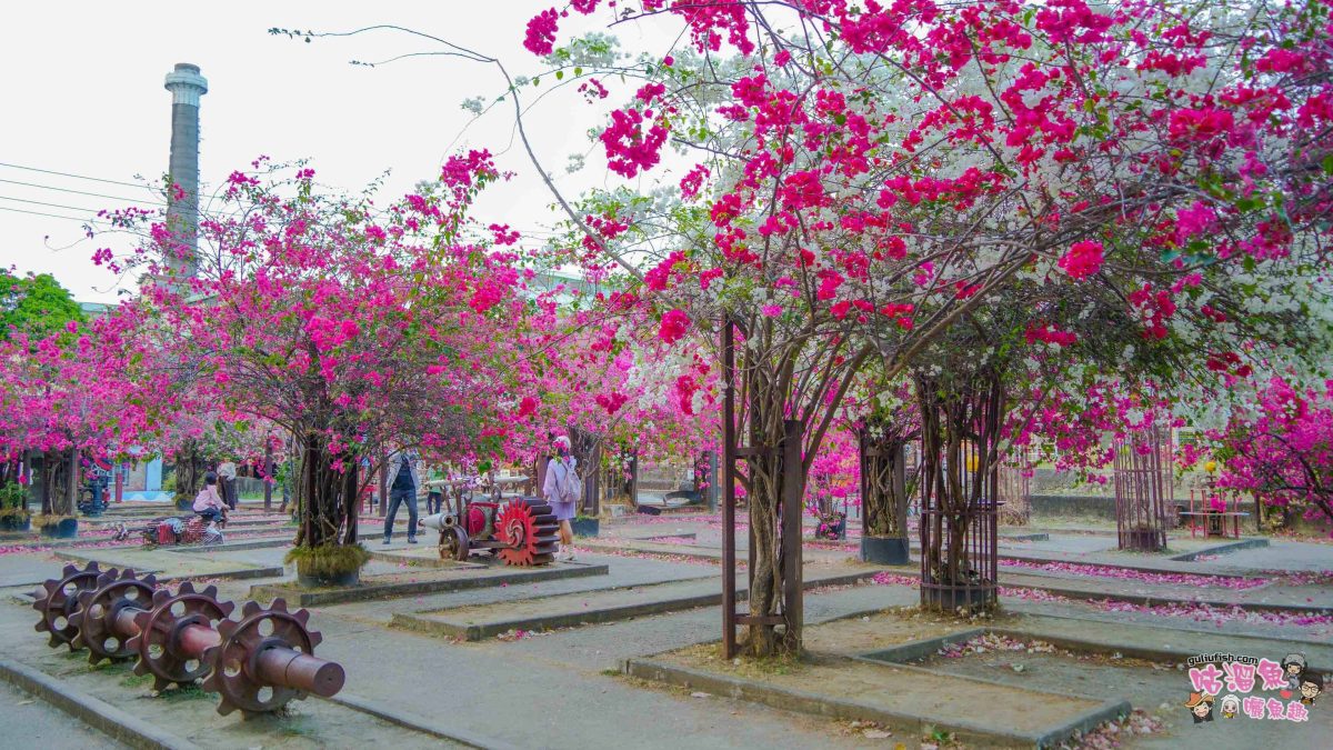高雄景點》橋頭糖廠 鐵園迷城 | 絕美繽紛九重葛，夢幻盛開浪漫迷城中！