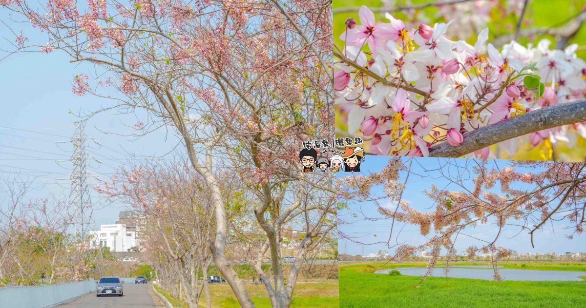 台南賞花景點》仁德滯洪池 | 桃紅陣雨美如畫！花旗木秘境環池絕美盛開中