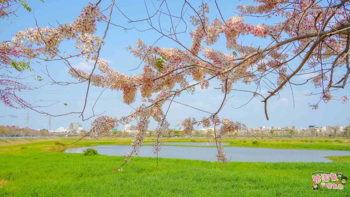 台南賞花景點》仁德滯洪池 | 桃紅陣雨美如畫！花旗木秘境環池絕美盛開中