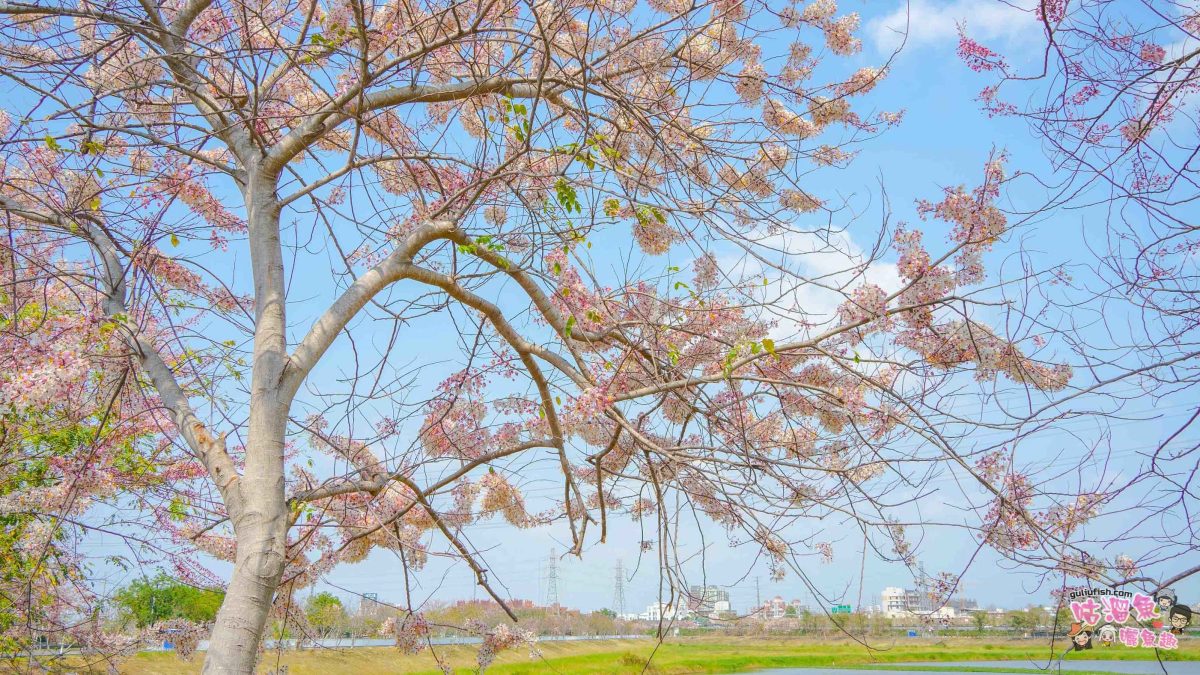 台南賞花景點》仁德滯洪池 | 桃紅陣雨美如畫！花旗木秘境環池絕美盛開中