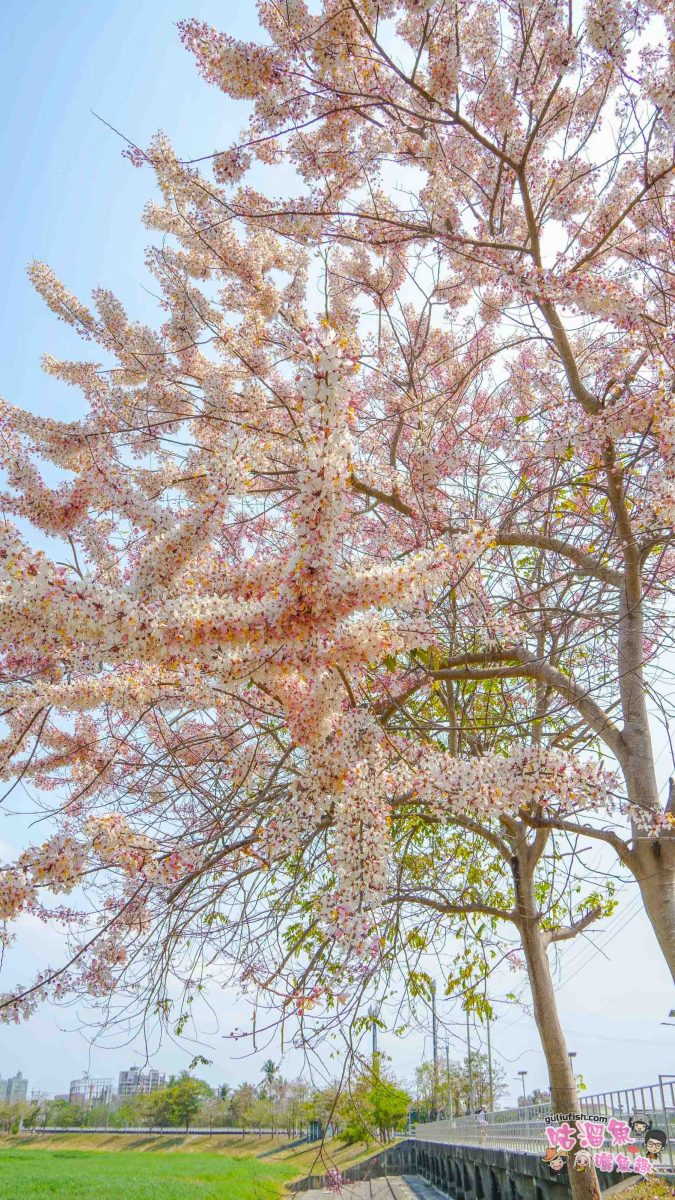 台南賞花景點》仁德滯洪池 | 桃紅陣雨美如畫！花旗木秘境環池絕美盛開中