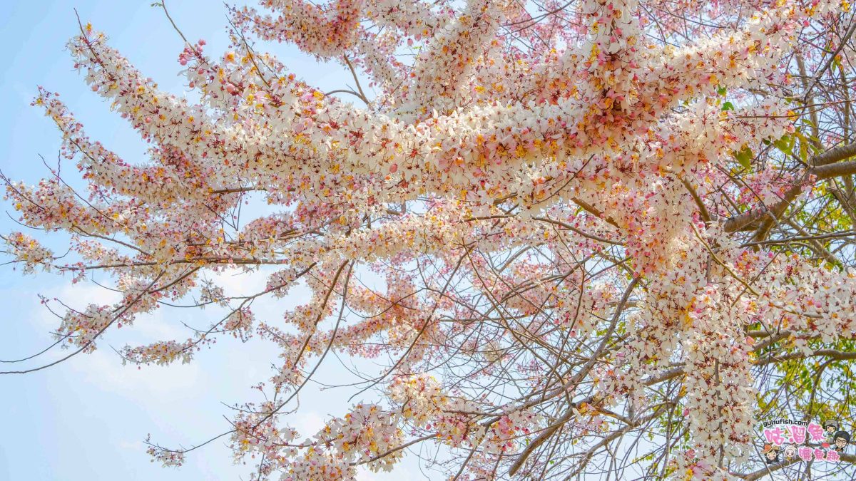 台南賞花景點》仁德滯洪池 | 桃紅陣雨美如畫！花旗木秘境環池絕美盛開中