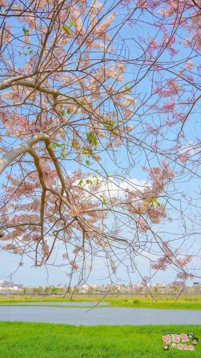 台南賞花景點》仁德滯洪池 | 桃紅陣雨美如畫！花旗木秘境環池絕美盛開中