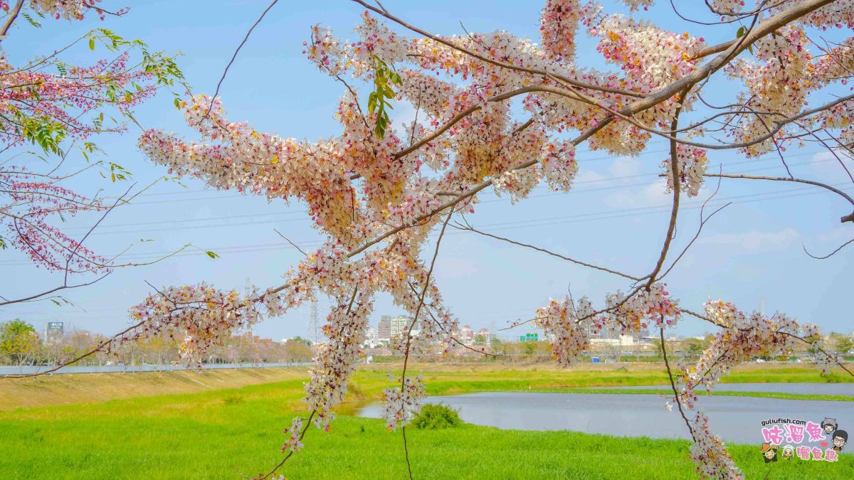 台南賞花景點》仁德滯洪池 | 桃紅陣雨美如畫！花旗木秘境環池絕美盛開中