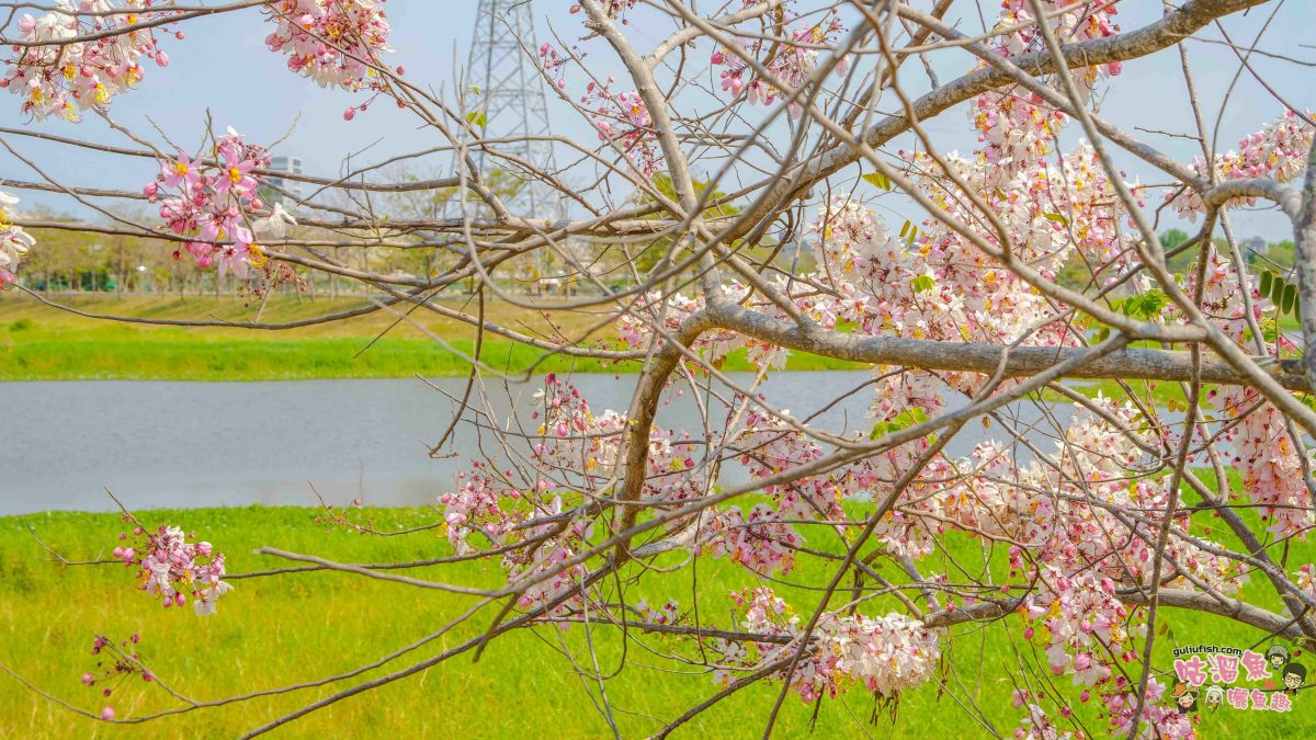台南賞花景點》仁德滯洪池 | 桃紅陣雨美如畫！花旗木秘境環池絕美盛開中