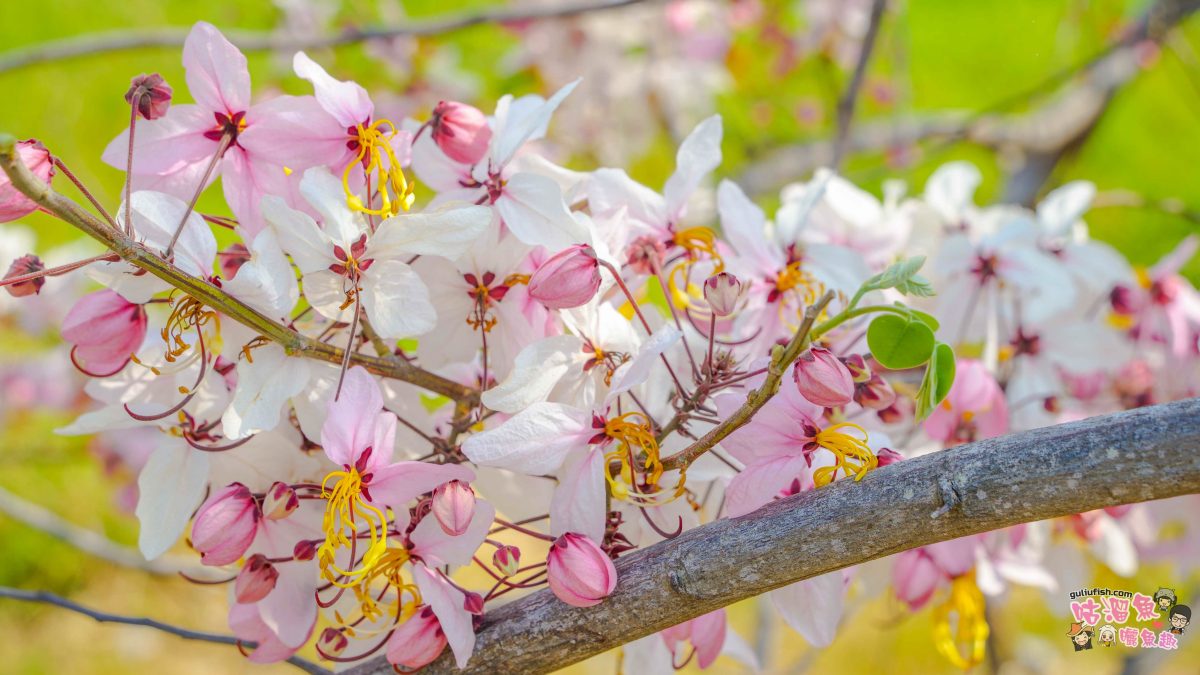 台南賞花景點》仁德滯洪池 | 桃紅陣雨美如畫！花旗木秘境環池絕美盛開中