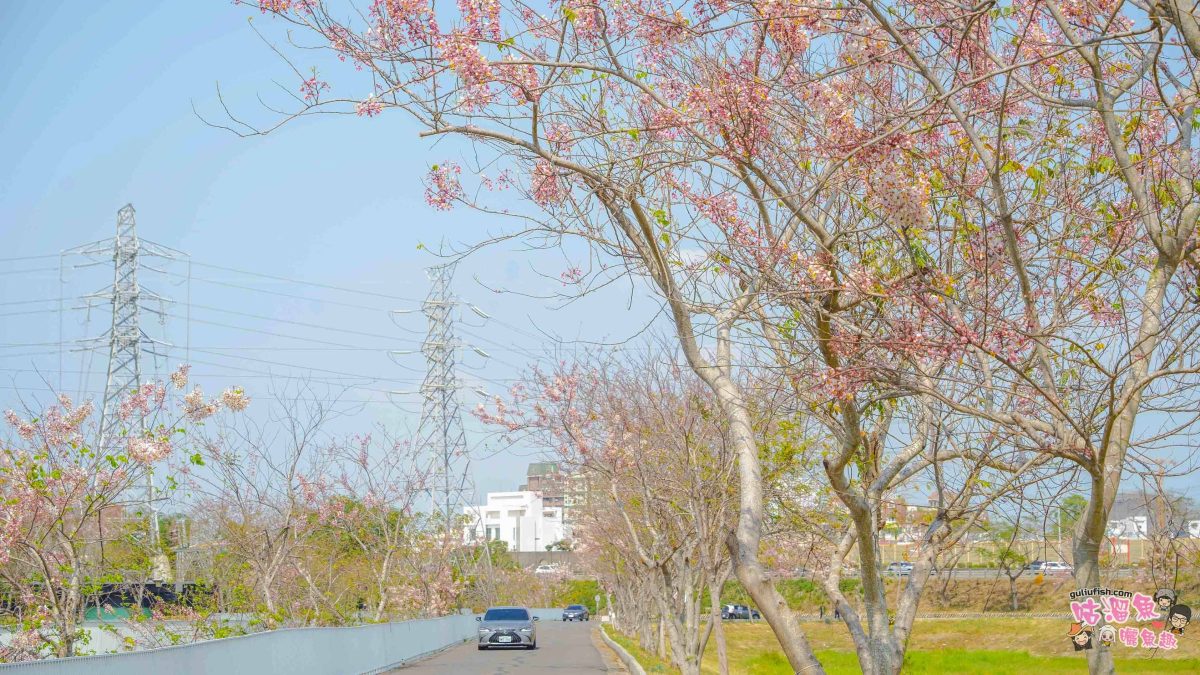 台南賞花景點》仁德滯洪池 | 桃紅陣雨美如畫！花旗木秘境環池絕美盛開中