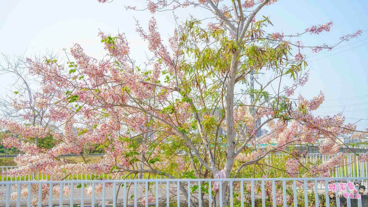 台南賞花景點》仁德滯洪池 | 桃紅陣雨美如畫！花旗木秘境環池絕美盛開中