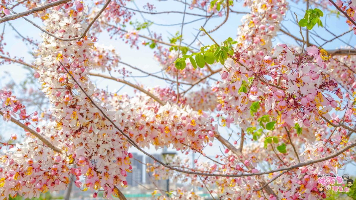 台南賞花景點》仁德滯洪池 | 桃紅陣雨美如畫！花旗木秘境環池絕美盛開中