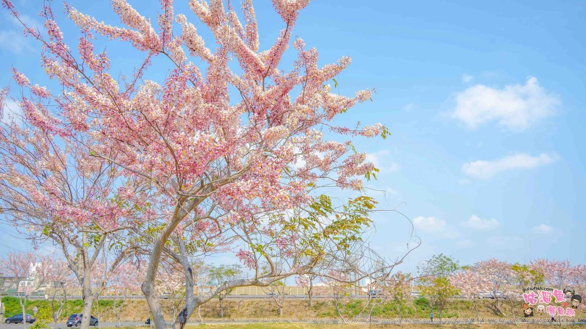 台南賞花景點》仁德滯洪池 | 桃紅陣雨美如畫！花旗木秘境環池絕美盛開中
