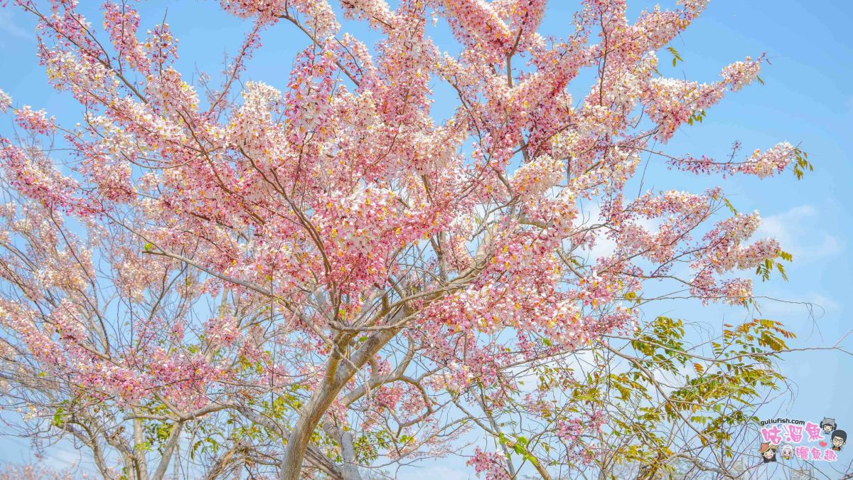 台南賞花景點》仁德滯洪池 | 桃紅陣雨美如畫！花旗木秘境環池絕美盛開中