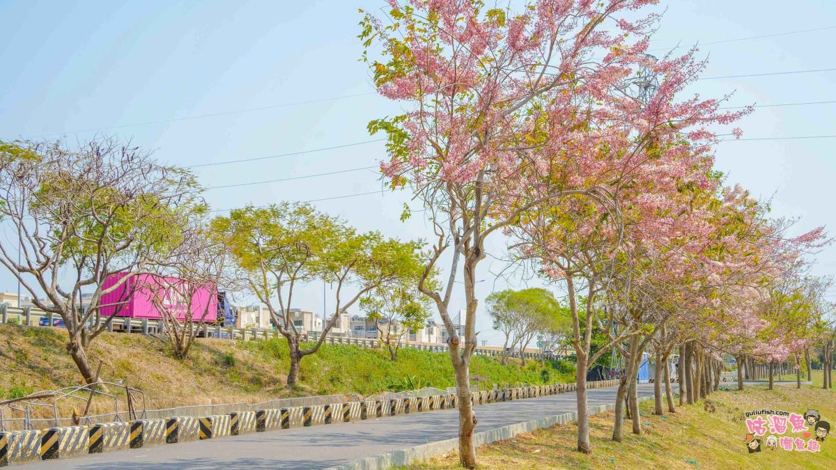 台南賞花景點》仁德滯洪池 | 桃紅陣雨美如畫！花旗木秘境環池絕美盛開中