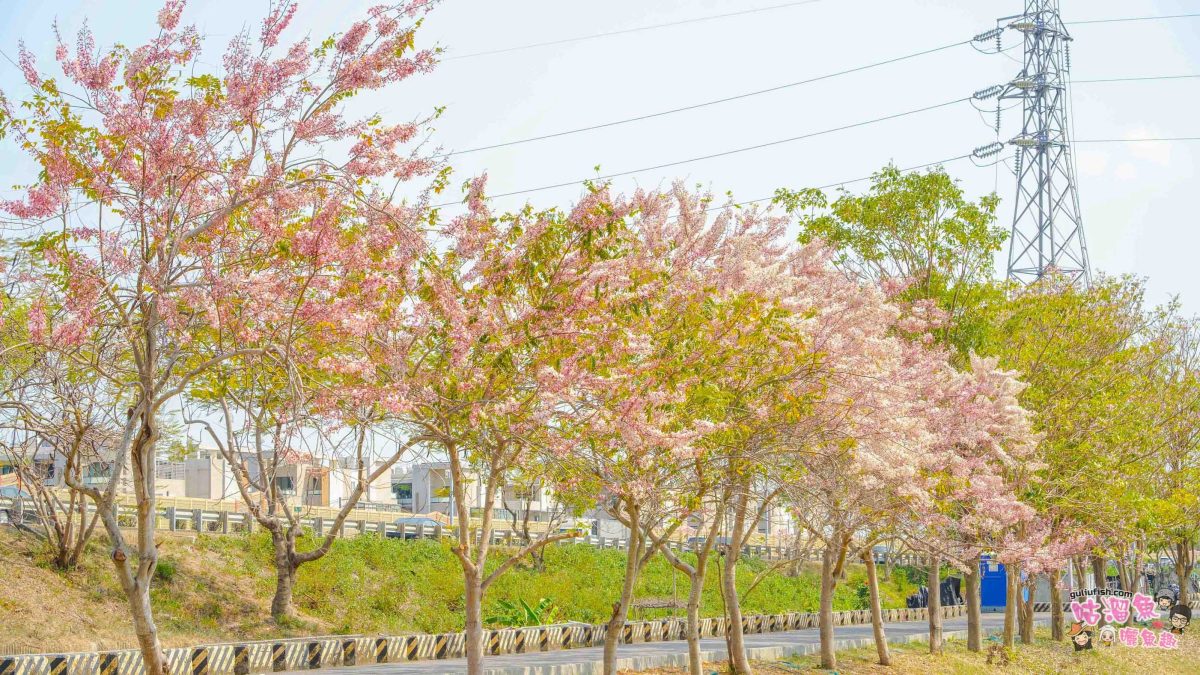 台南賞花景點》仁德滯洪池 | 桃紅陣雨美如畫！花旗木秘境環池絕美盛開中