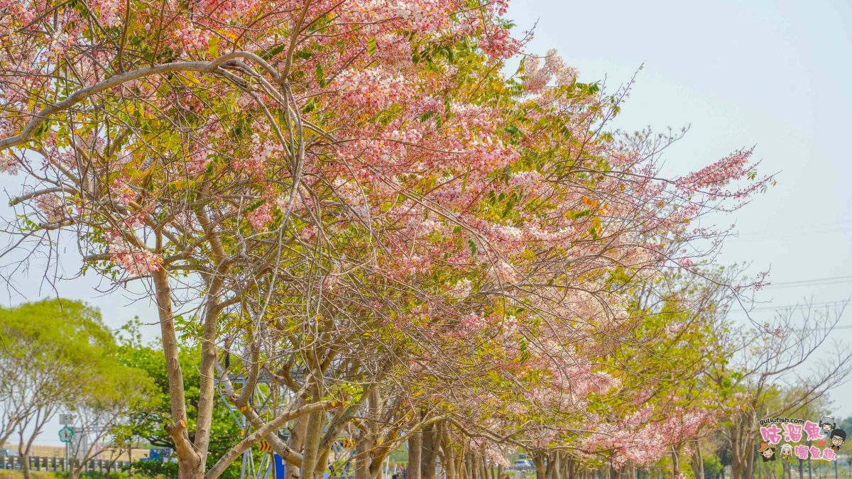 台南賞花景點》仁德滯洪池 | 桃紅陣雨美如畫！花旗木秘境環池絕美盛開中